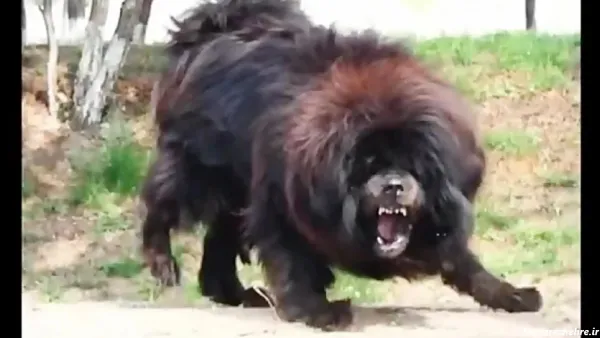  عکس سگ بزرگ