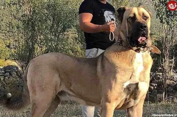  عکس سگ بزرگ