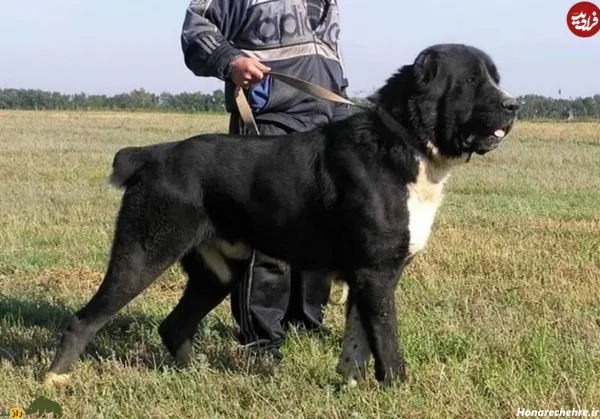  عکس سگ بزرگ