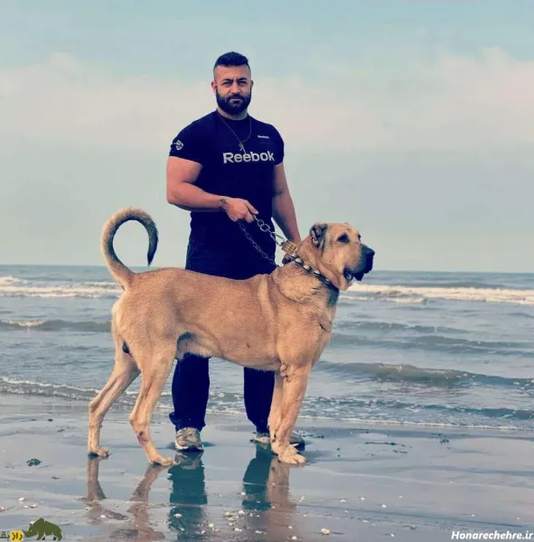  عکس سگ بزرگ