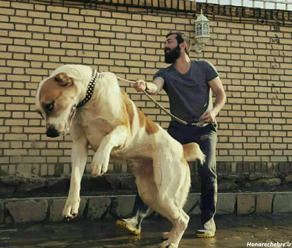  عکس سگ بزرگ