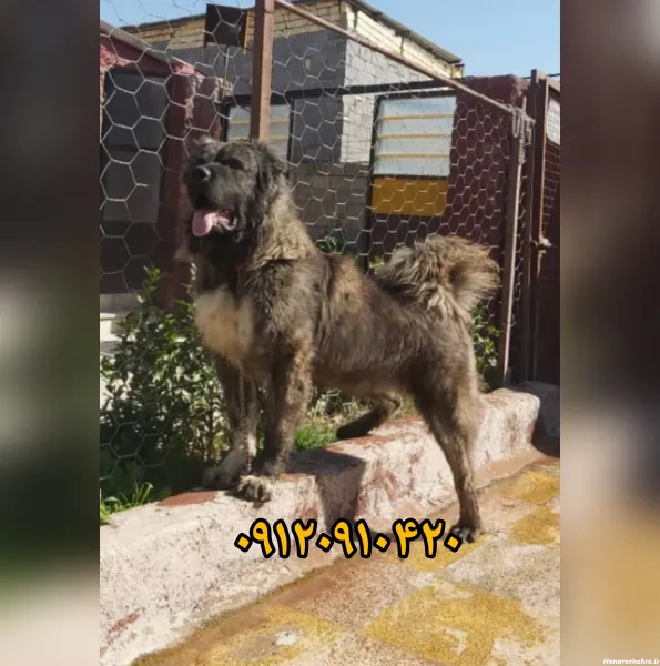  عکس سگ بزرگ