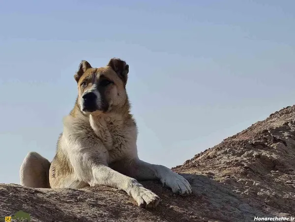  عکس سگ بزرگ