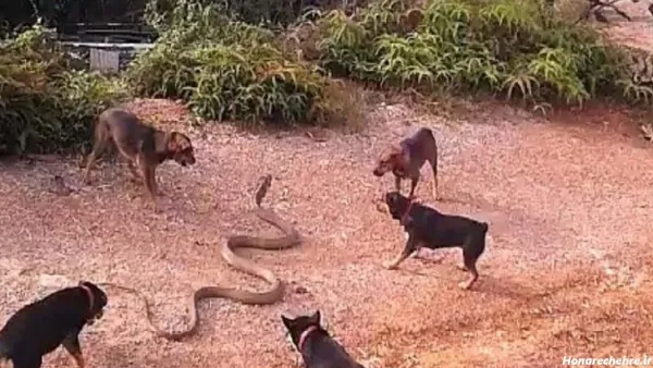 عکس سگ وحشی ترسناک بزرگ