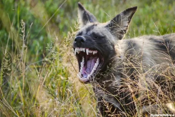  عکس سگ وحشی ترسناک بزرگ