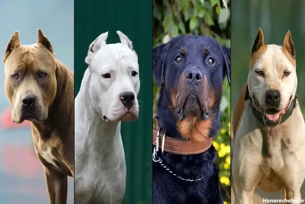  عکس سگ وحشی ترسناک بزرگ