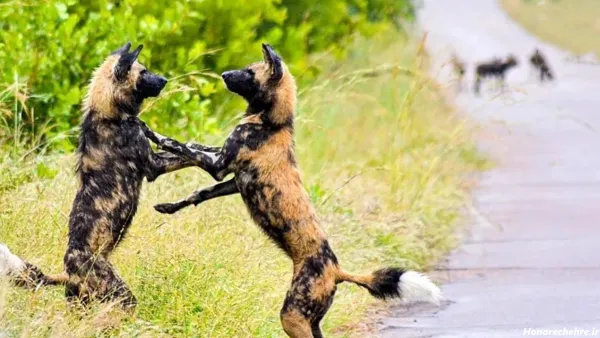  عکس سگ وحشی ترسناک بزرگ