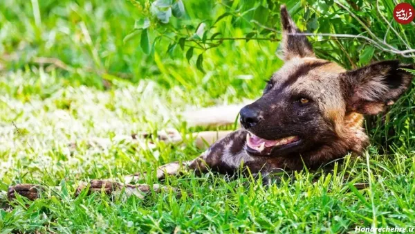  عکس سگ وحشی ترسناک بزرگ