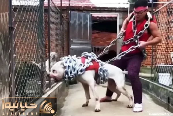  عکس سگ وحشی ترسناک بزرگ