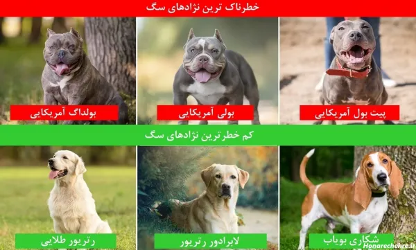  عکس سگ وحشی ترسناک بزرگ