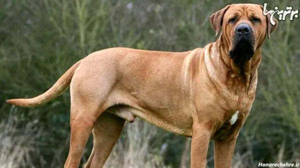  عکس وحشی ترین سگ دنیا