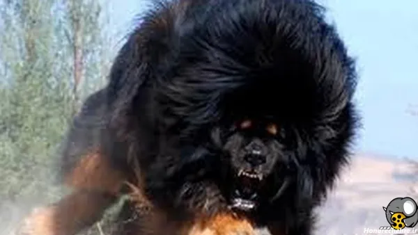  عکس وحشی ترین سگ دنیا