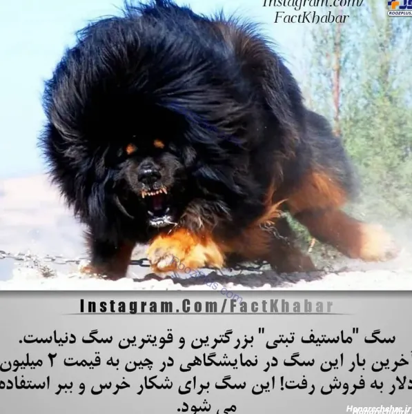  عکس وحشی ترین سگ دنیا