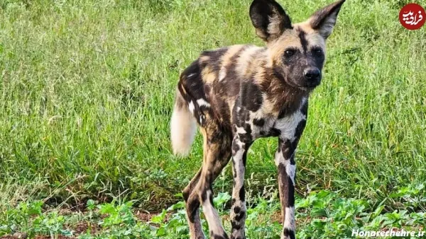  عکس وحشی ترین سگ دنیا