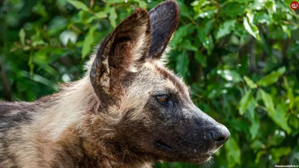  عکس وحشی ترین سگ دنیا