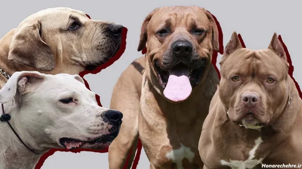  عکس وحشی ترین سگ دنیا