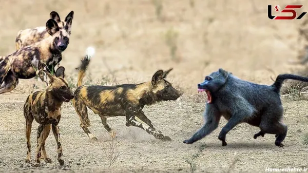  عکس وحشی ترین سگ دنیا