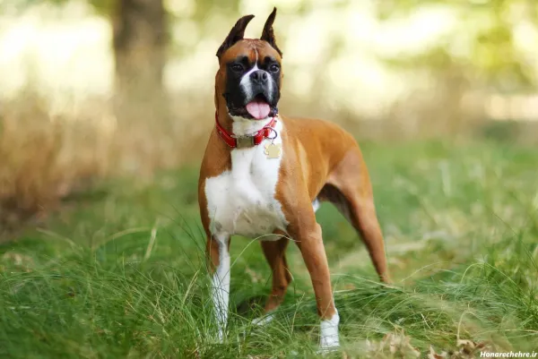  عکس وحشی ترین سگ دنیا