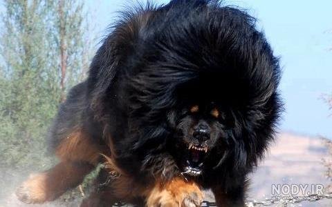  عکس سگ وحشی ترسناک بزرگ ایرانی
