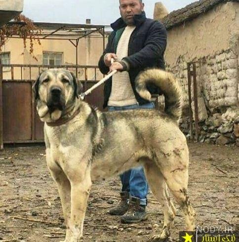  عکس سگ وحشی ترسناک بزرگ ایرانی