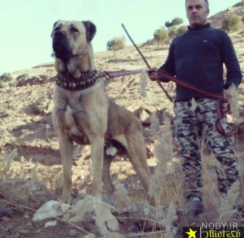  عکس سگ وحشی ترسناک بزرگ ایرانی