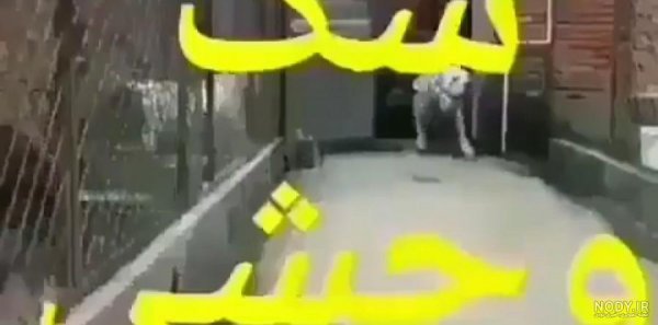  عکس سگ وحشی ترسناک بزرگ ایرانی