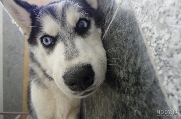  عکس سگ وحشی ترسناک بزرگ ایرانی