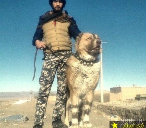  عکس سگ وحشی ترسناک بزرگ ایرانی