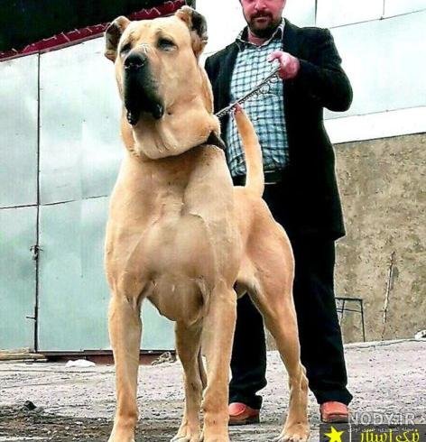  عکس سگ وحشی ترسناک بزرگ ایرانی