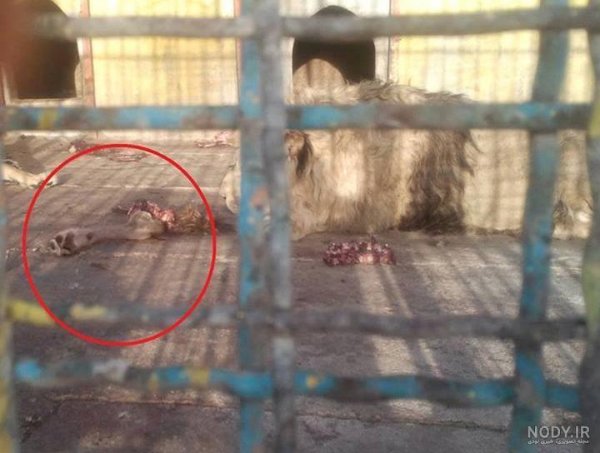  عکس سگ وحشی ترسناک بزرگ ایرانی