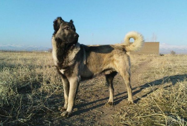  عکس سگ وحشی ایران