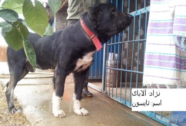  عکس سگ وحشی ایران