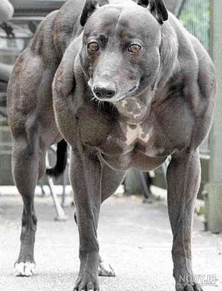  عکس سگ وحشی ایران