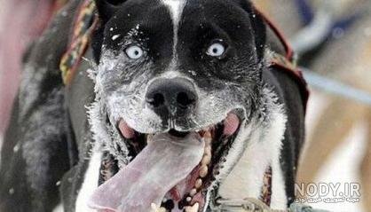  عکس سگ وحشی ایران