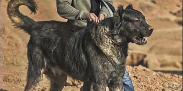  عکس سگ وحشی ایران