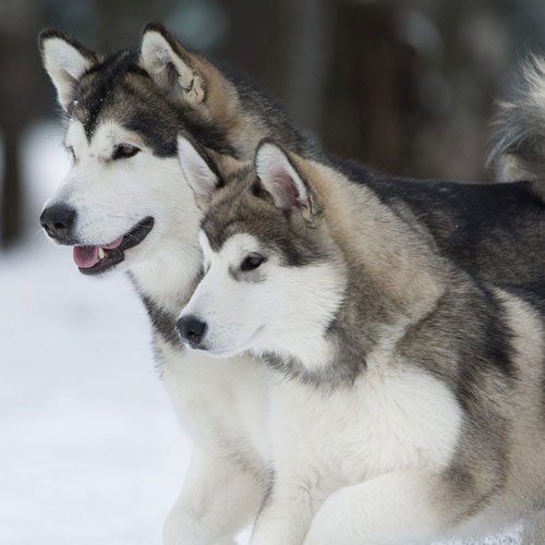 عکس سگ وحشی جنگلی