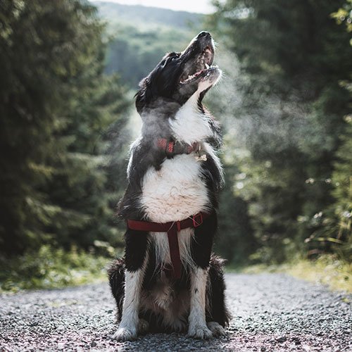  عکس سگ وحشی جنگلی