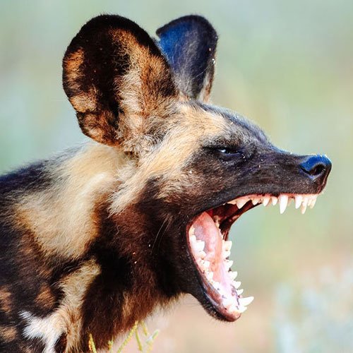  عکس سگ وحشی جنگلی