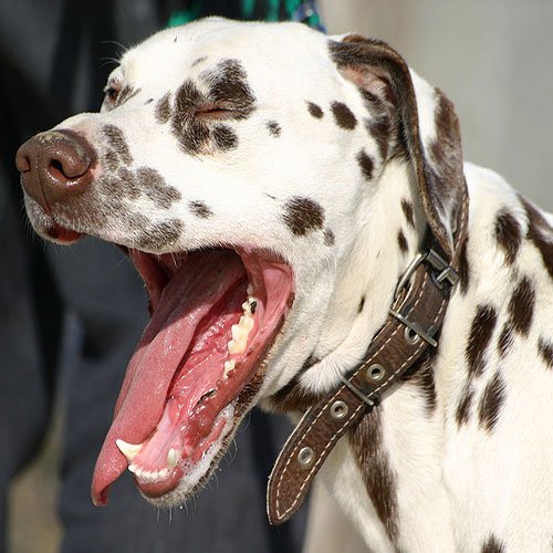  عکس سگ وحشی جنگلی