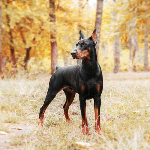  عکس سگ وحشی جنگلی