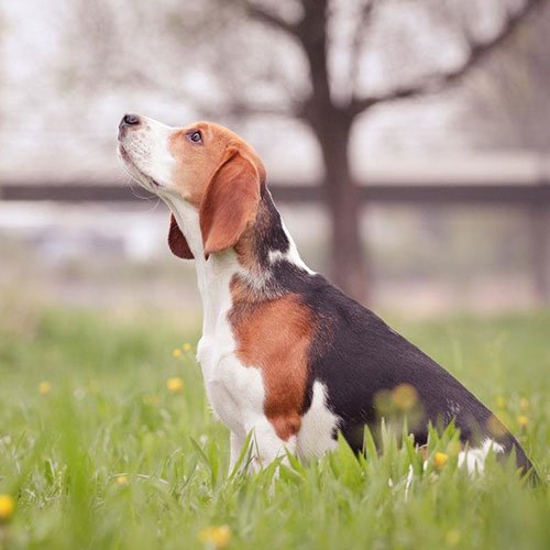  عکس سگ وحشی جنگلی