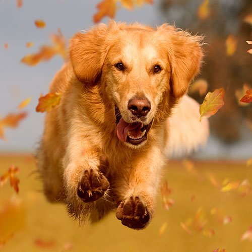  عکس سگ وحشی جنگلی