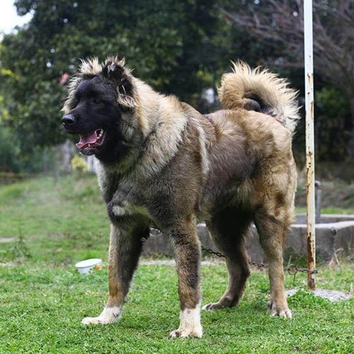  عکس سگ وحشی جنگلی