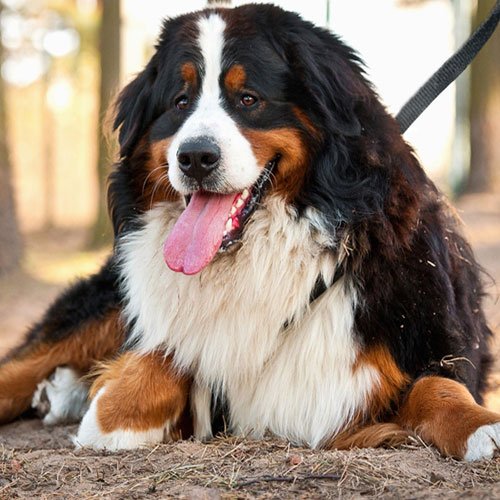  عکس سگ وحشی جنگلی