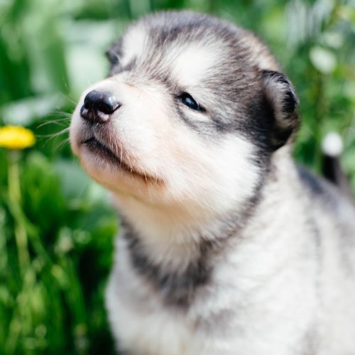  عکس سگ وحشی جنگلی