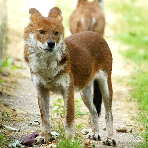  عکس سگ وحشی جنگلی