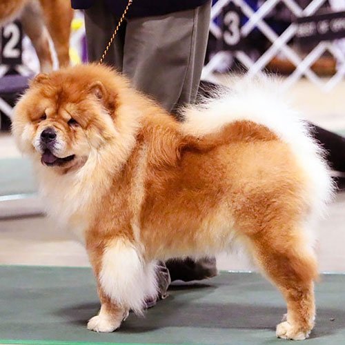  عکس سگ وحشی جنگلی