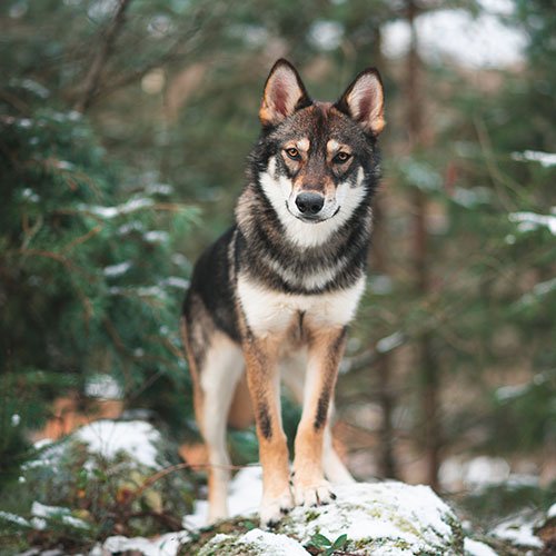  عکس سگ وحشی جنگلی