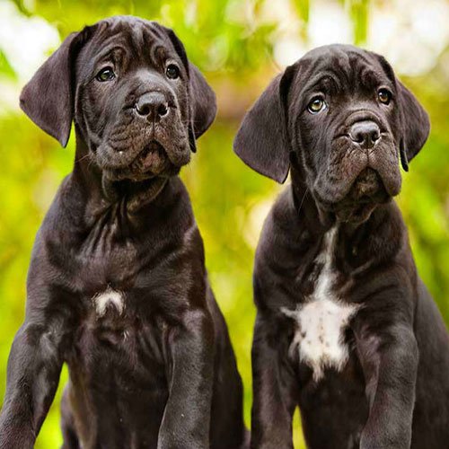  عکس سگ وحشی جنگلی