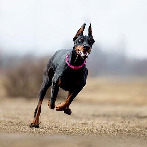  عکس سگ وحشی جنگلی